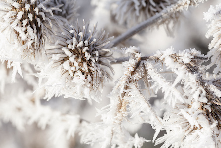 Winter frost on a garden thistle close up