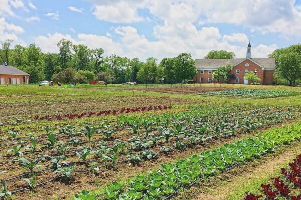 Image of a large produce garden with a steepled building in the background.