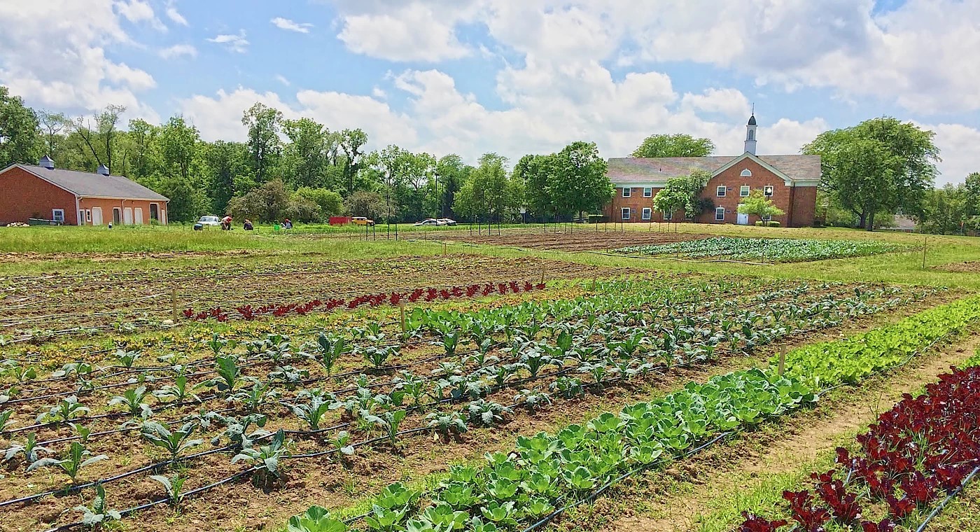 Image of a large produce garden with a steepled building in the background.