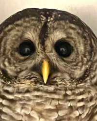 Image of an owl